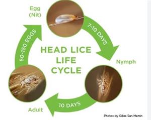 lice